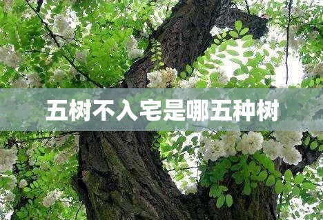 五树不入宅是哪五种树/五树进宅,升官发财