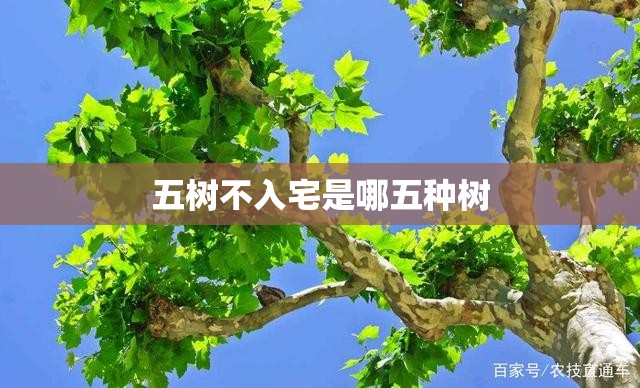 五树不入宅是哪五种树/五树进宅,升官发财