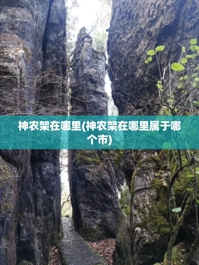 神农架在哪里(神农架在哪里属于哪个市) 神农架在哪里(神农架在哪里属于哪个市)