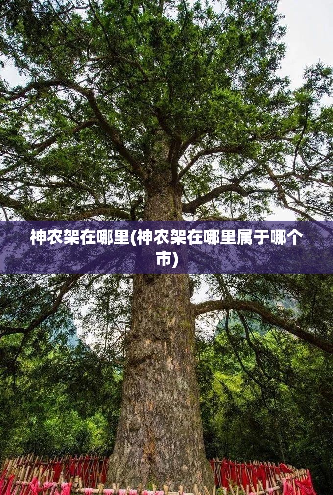 神农架在哪里(神农架在哪里属于哪个市) 神农架在哪里(神农架在哪里属于哪个市)