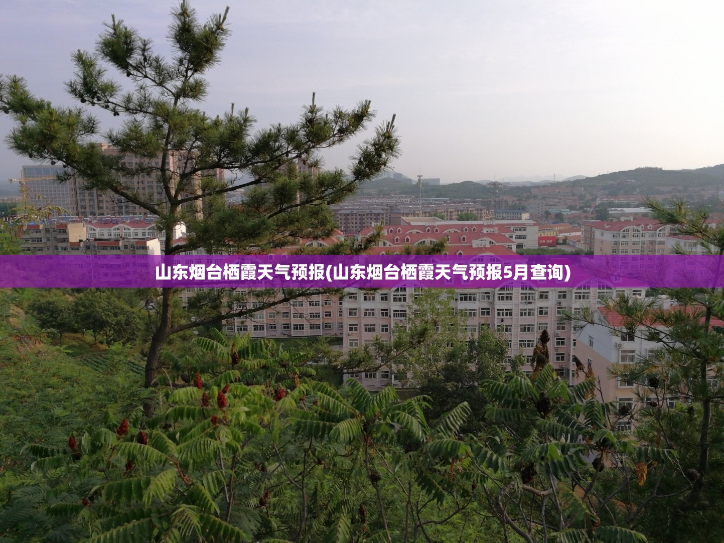 山东烟台栖霞天气预报(山东烟台栖霞天气预报5月查询)