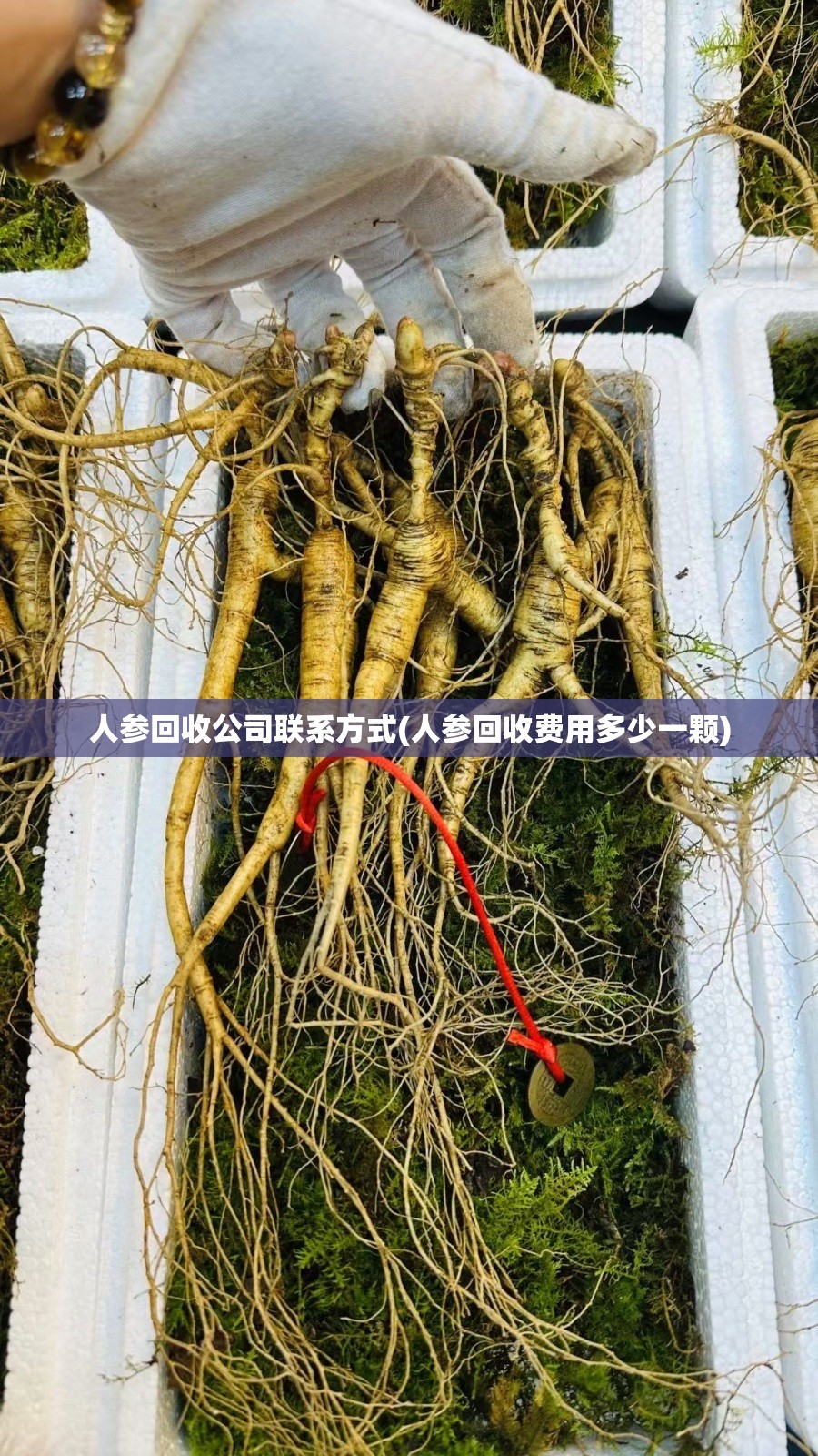 人参回收公司联系方式(人参回收费用多少一颗)