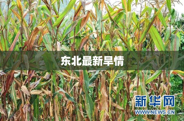 【东北最新旱情,东北最新旱情情况】