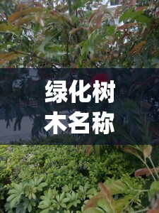 绿化树木名称及图片及费用(绿化树木名称及费用表)