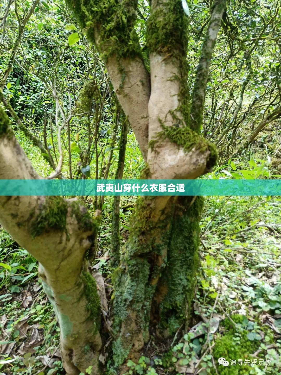 【武夷山穿什么衣服合适,武夷山天气适合穿什么衣服】