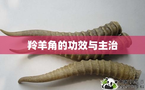 羚羊角的功效与主治/羚羊角功效作用全解析 羚羊角的功效与主治/羚羊角功效作用全解析