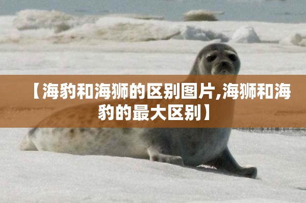 【海豹和海狮的区别图片,海狮和海豹的最大区别】
