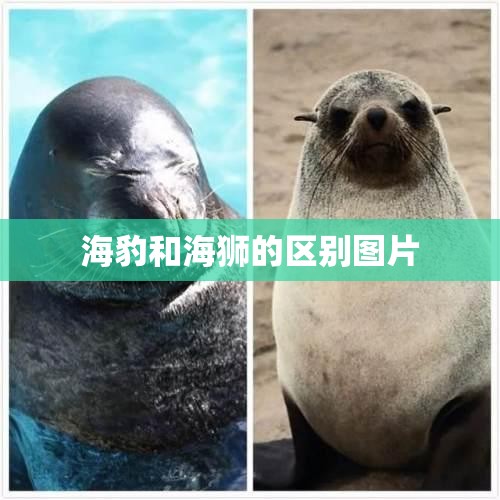 【海豹和海狮的区别图片,海狮和海豹的最大区别】 【海豹和海狮的区别图片,海狮和海豹的最大区别】