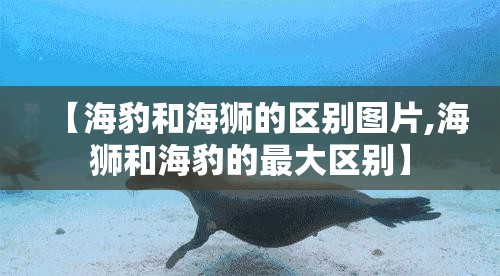 【海豹和海狮的区别图片,海狮和海豹的最大区别】 【海豹和海狮的区别图片,海狮和海豹的最大区别】