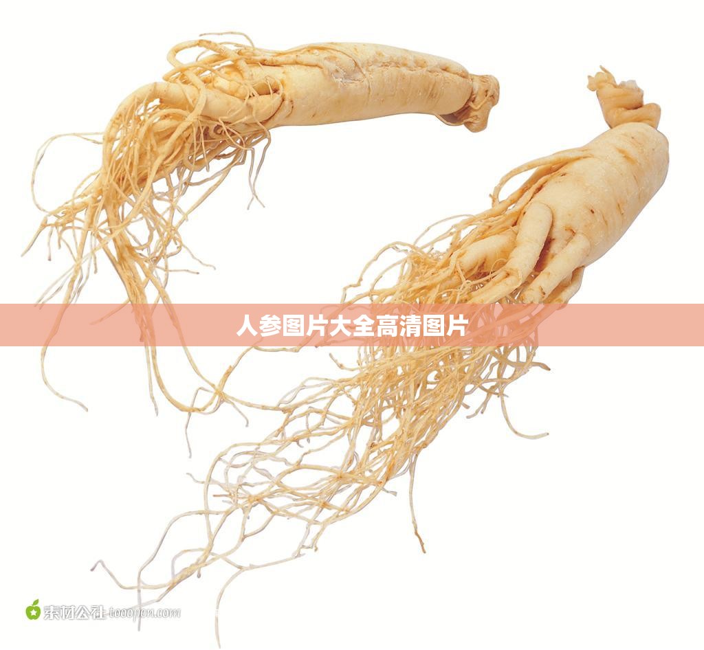 人参图片大全高清图片/人参图片和各部分名称 人参图片大全高清图片/人参图片和各部分名称